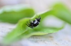 Jumping Spider (Pellenes nigrociliatus) Leela Channer
